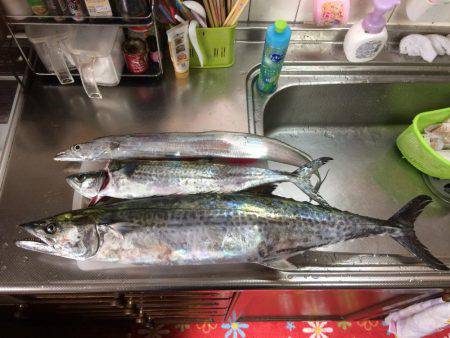 今シーズンのサゴシ30匹目＼( \’ω\’)／