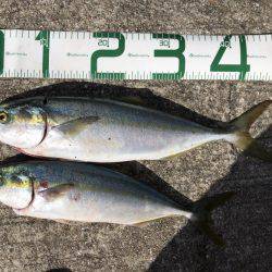 翼港〜松帆〜岩屋