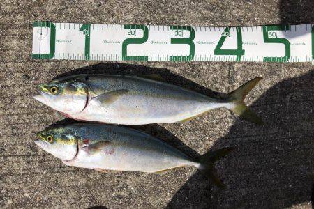 翼港〜松帆〜岩屋