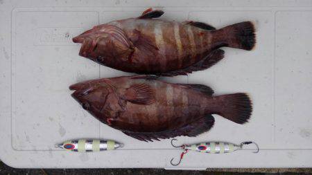 尾鷲錦のジギング＆ティップラン