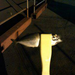 タチウオ&アジング