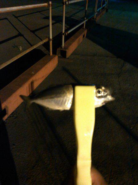 タチウオ&アジング