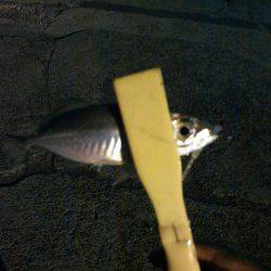 アジングのちタチウオ