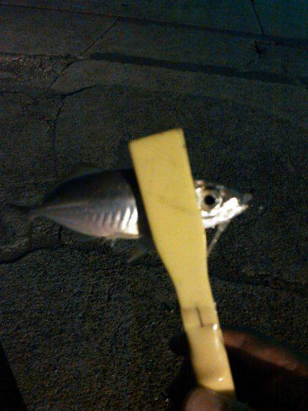 アジングのちタチウオ