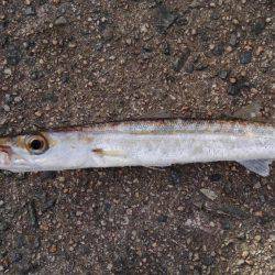 アオリイカ釣れました