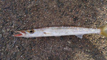 アオリイカ釣れました