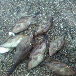 仕事を休んでの釣り　後編