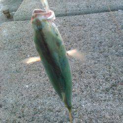 初めての明石一文字