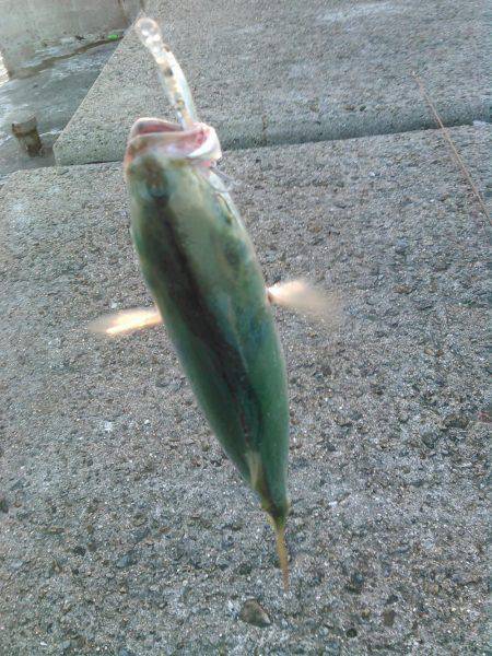 初めての明石一文字