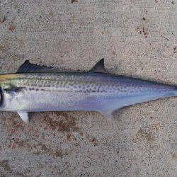 サバ釣れました