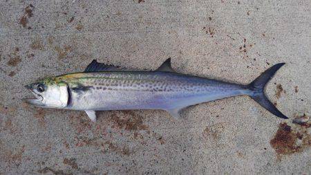 サバ釣れました