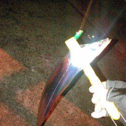 タチウオ&アジング