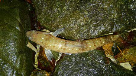 久しぶりにエソ