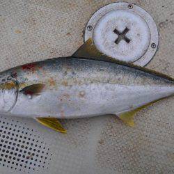 久々のヒラマサ