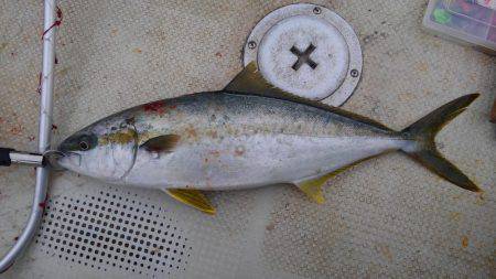 久々のヒラマサ