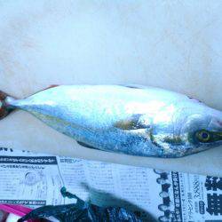 ツバス、サゴシ～