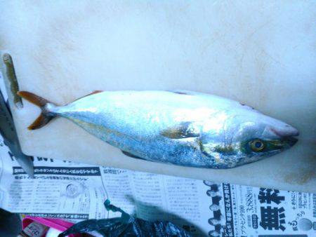 ツバス、サゴシ～