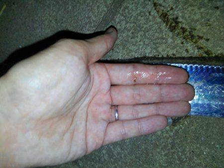 タチウオ遊び♪