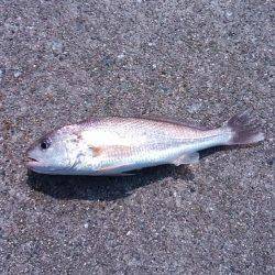 イシモチがお相手してくれました。