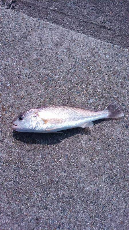 イシモチがお相手してくれました。