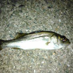 かもめ大橋とその付近にて