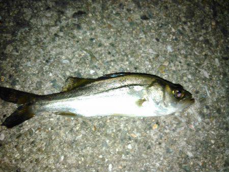 かもめ大橋とその付近にて