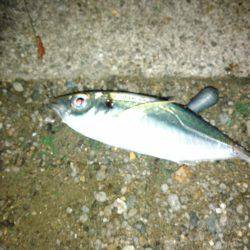 アジとマハゼと