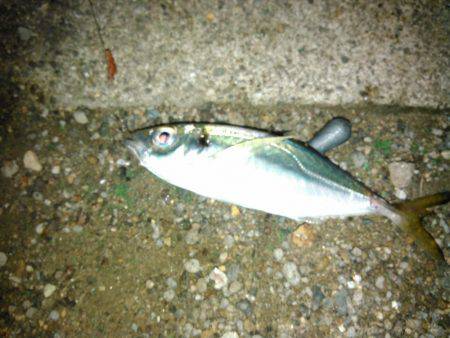 アジとマハゼと