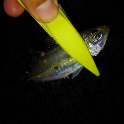 アジングdeタチウオ