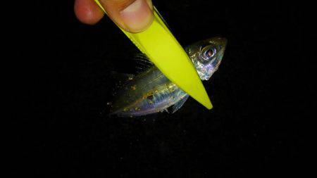 アジングdeタチウオ