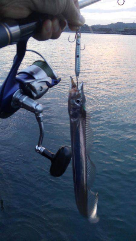 シーバス狙いでタチウオ