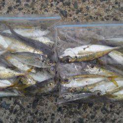 南大阪しらみつぶし