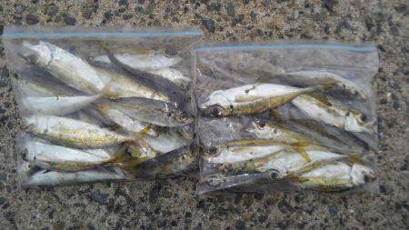 南大阪しらみつぶし