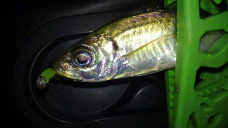 夕食アジンガー