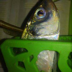 またもやワインド不発