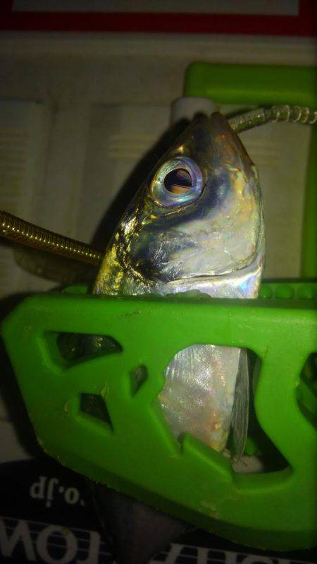 またもやワインド不発