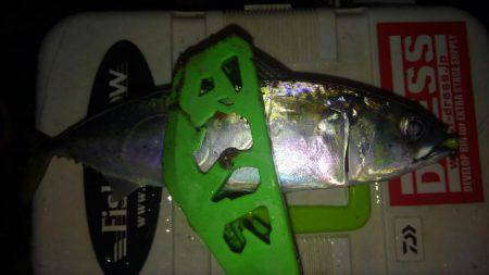 レギュラーサイズですが