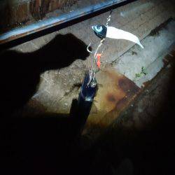 タチウオ二桁達成！