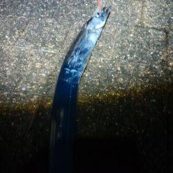 タチウオのサイズが…