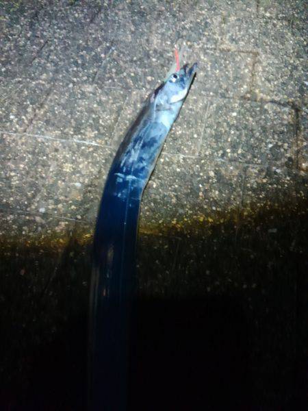 タチウオのサイズが…