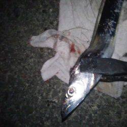 まだタチウオ好調です