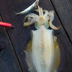 筏でアオリイカ