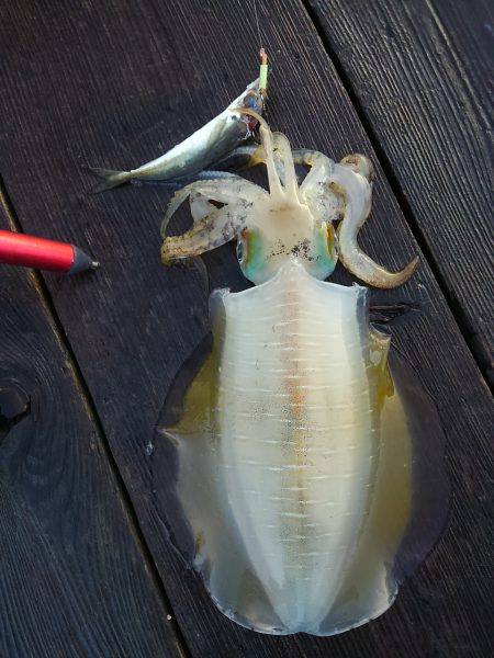 筏でアオリイカ