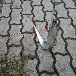 ジグでタチウオ