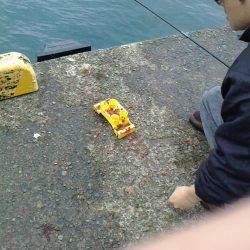 あじ　カワハギ　子メジナ