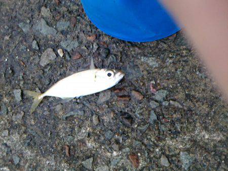 豆アジ～アジ～カマス