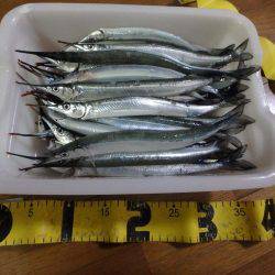 ジャンボサヨリ