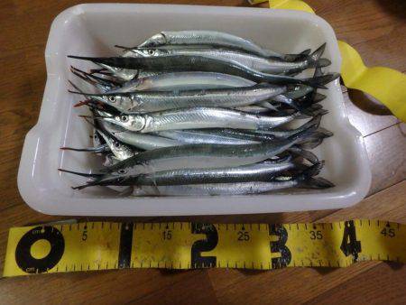 ジャンボサヨリ