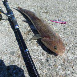 なんとかボウズ逃れ