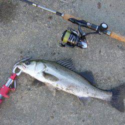 夕方の短時間釣行